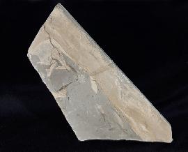 Sonstige - Pflanzen - Neocalamites lehmannianus (GPPERT 1845) in WEBER 1968